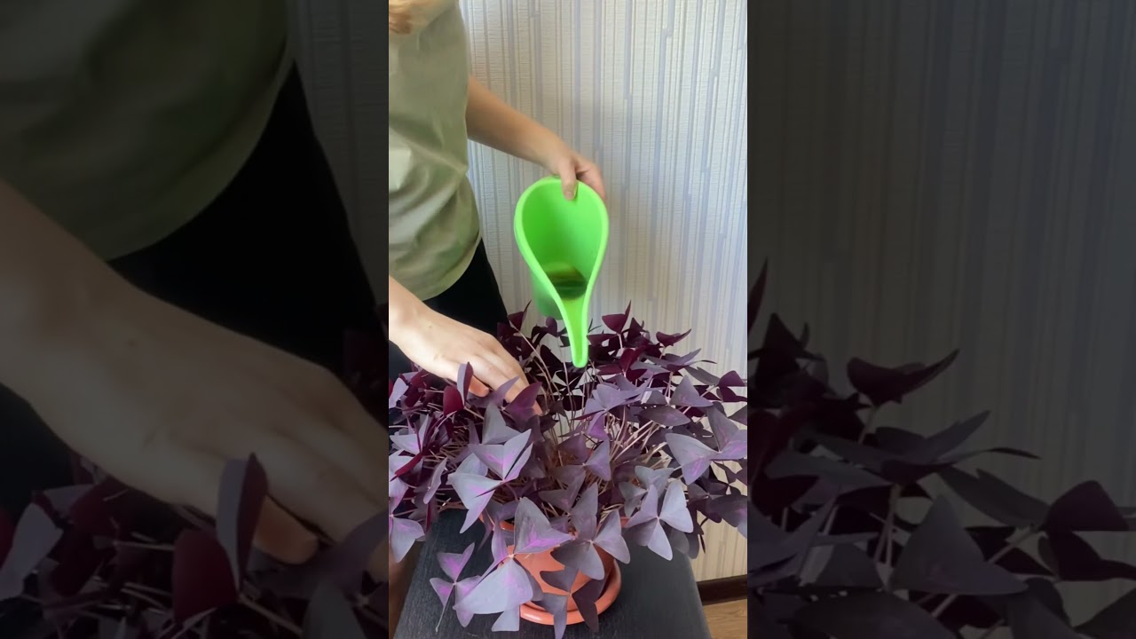 Оксалис, кислица или доброе утро. Правила ухода