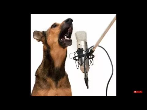 اغنية دسباسيتو Despacito نسخة الكلب هههههه 