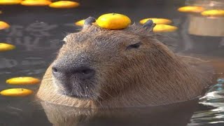 UNUSUAL MEMES COMPILATION V13