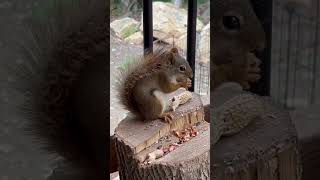 CRUNCH CRUNCH PEANUTS 🥜 #shorts #squirrel #peanut