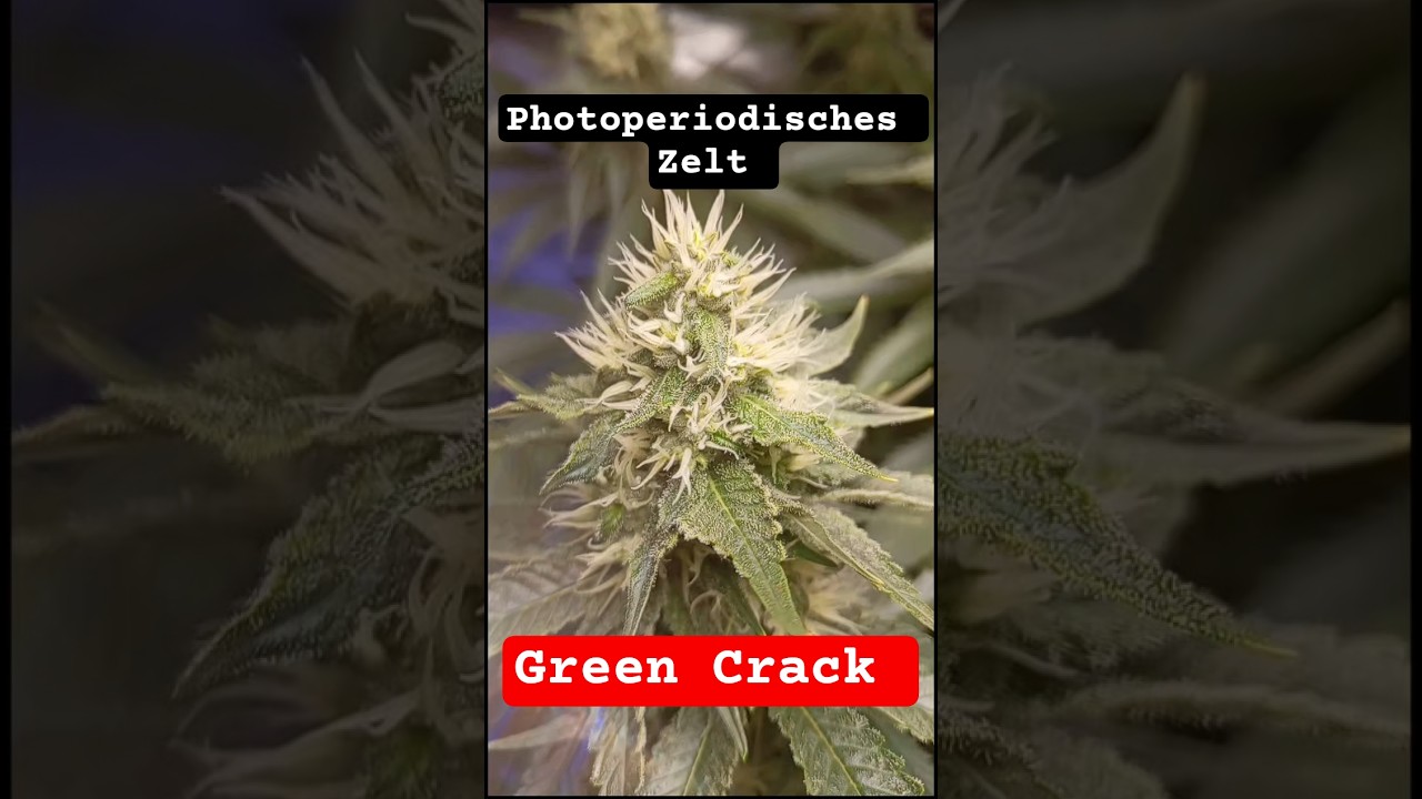 Blüte Tag 31 im Photoperiodischen Zelt. ( Green Crack & Amaretto Dark sour) 