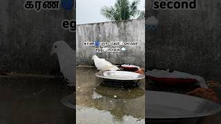 Pigeon🕊️laid second Egg🥚😍🌀#pigeon #kabootar #ytshorts #tamil #petscorner #pigeonlover #pura