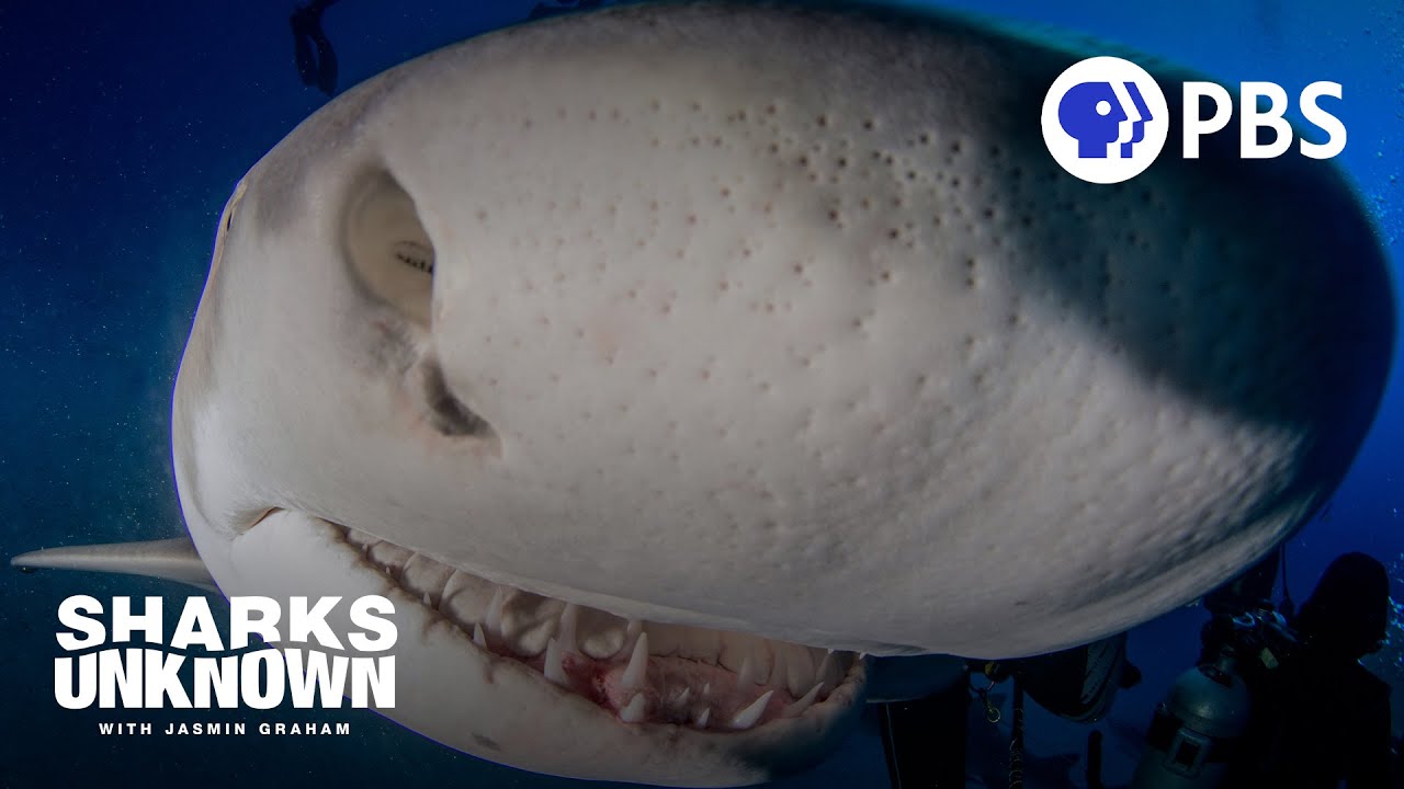 Can Sharks Really Smell Blood from a Mile Away? 