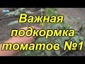 Чем подкормить томаты через 10 дней? Первая, очень важная подкормка.