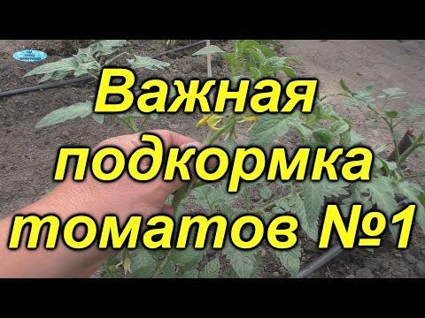 Чем подкормить томаты через 10 дней? Первая, очень важная подкормка.