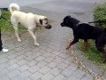 Rottweiler vs kangal  dangerous meeting