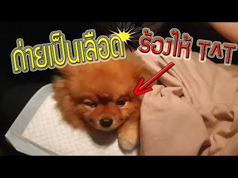 ลูกป่วย! ส่งตัวไปโรงพยาบาลด่วน!! (แง น่าสงสาร) l ก็ผมมีลูกเป็นหมา EP.29