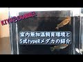 我が家のメダカ室内飼育環境と5式typeRのご紹介