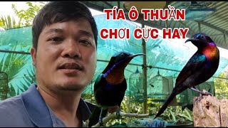 The pure purple sunbird sings very beautifully. If anyone needs help, please contact us at: http:...