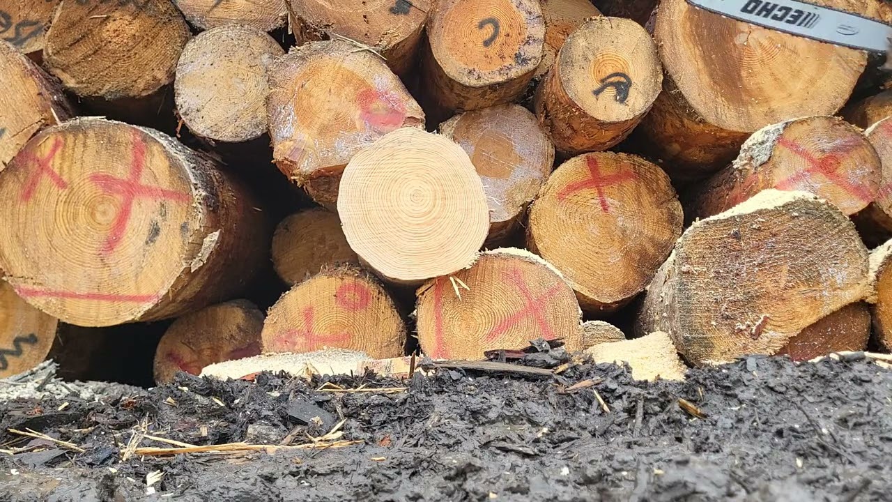 Garwinner Part 3, how does it run vs a 55cc Echo?