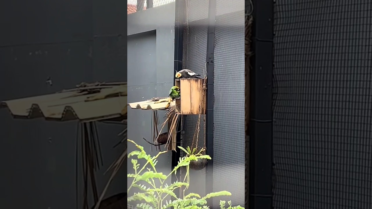 Забавные моменты с птицей-любовницей и кореллой 