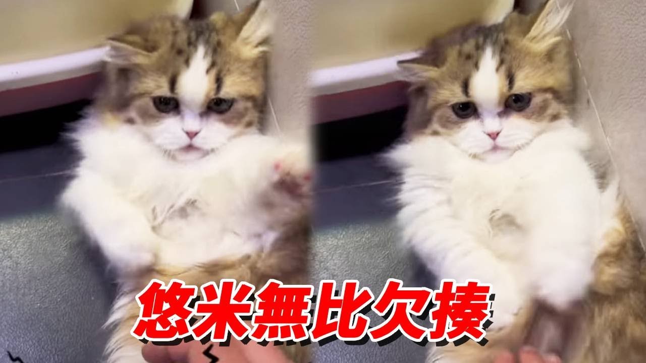 悠米：單純可愛的外表下藏著一顆無比欠揍的心，怎麼做到這麼叛逆的，真的沒招了！【王小怪】