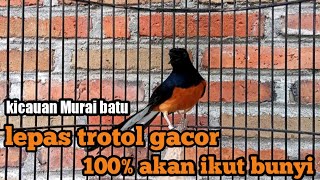 kicauan Murai batu lepas trotol gacor calon jawara screenshot 5