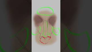 Tips for rendering the nose! 👃 Sneak peek of an exciting NEW course by Xiaofan #shorts