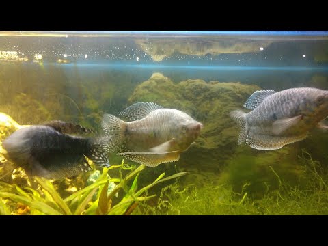 Can You Keep A Gourami Alone