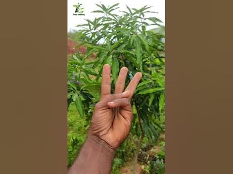 Multi-Variety Grafted Mango Tree, Result 17 Days After Grafting. #