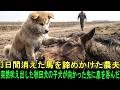 3日間消えた馬を諦めかけた農夫…突然吠え出した秋田犬の子犬が向かった先に息を呑んだ