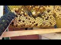 IPM Frame - Drone Brood mite trapping