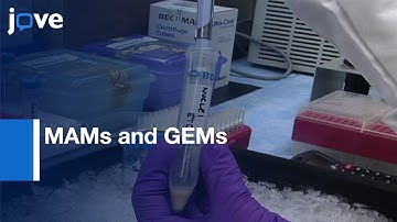 MAMs and GEMs Isolation from Brain | Protocol Preview