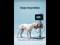 Power of dogs #dog #animals #animation #pets #youtubeshorts #trending