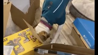 DIY Dog Enrichment, Upcycle Your Cardboard Boxes by Michigan Pet Alliance 77 views 1 year ago 2 minutes, 53 seconds
