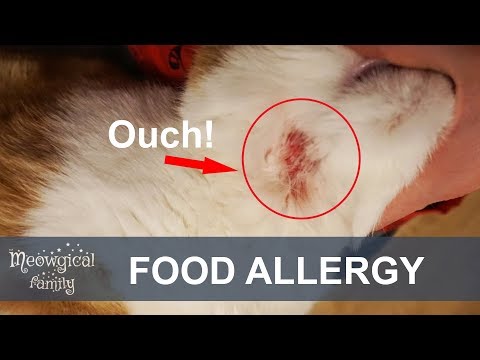 Video: Allergic Shock Sa Mga Pusa