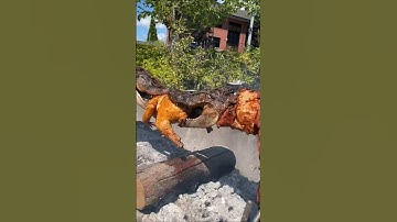 Crocodile farm harvesting method.