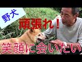 噛む野犬!保健所から来た3頭のうち、アカラスのナナ(愛)ちゃん&北村さんとのひと時(噛もうかどうしようかな〜)
