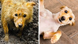 PAWSOME HACKS YOU WILL LOVE || RESCUE OF A HOMELESS DOG