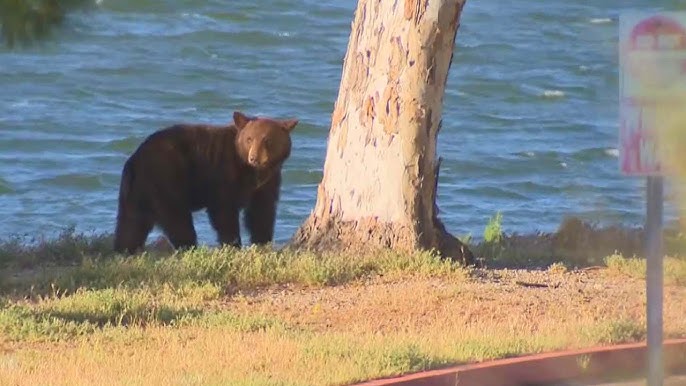 2 Year Old Black Bear Plays Through California Suburb