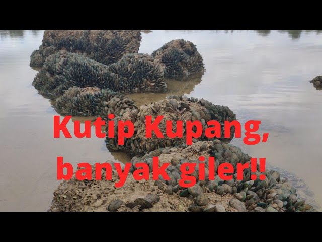 Kutip kupang banyak giler, tak payah cari cari! DW#3 class=