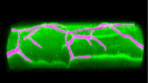 Stefan Luschnig  Cell-cell junctions in an epithelial tube