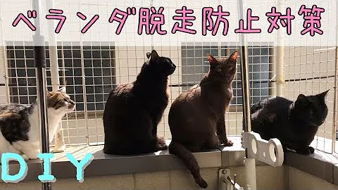 Download ベランダ 猫 脱走防止 Mp4 Mp3