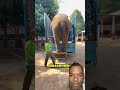 Lo que hace este elefante deja a todos con la boca abierta #viral