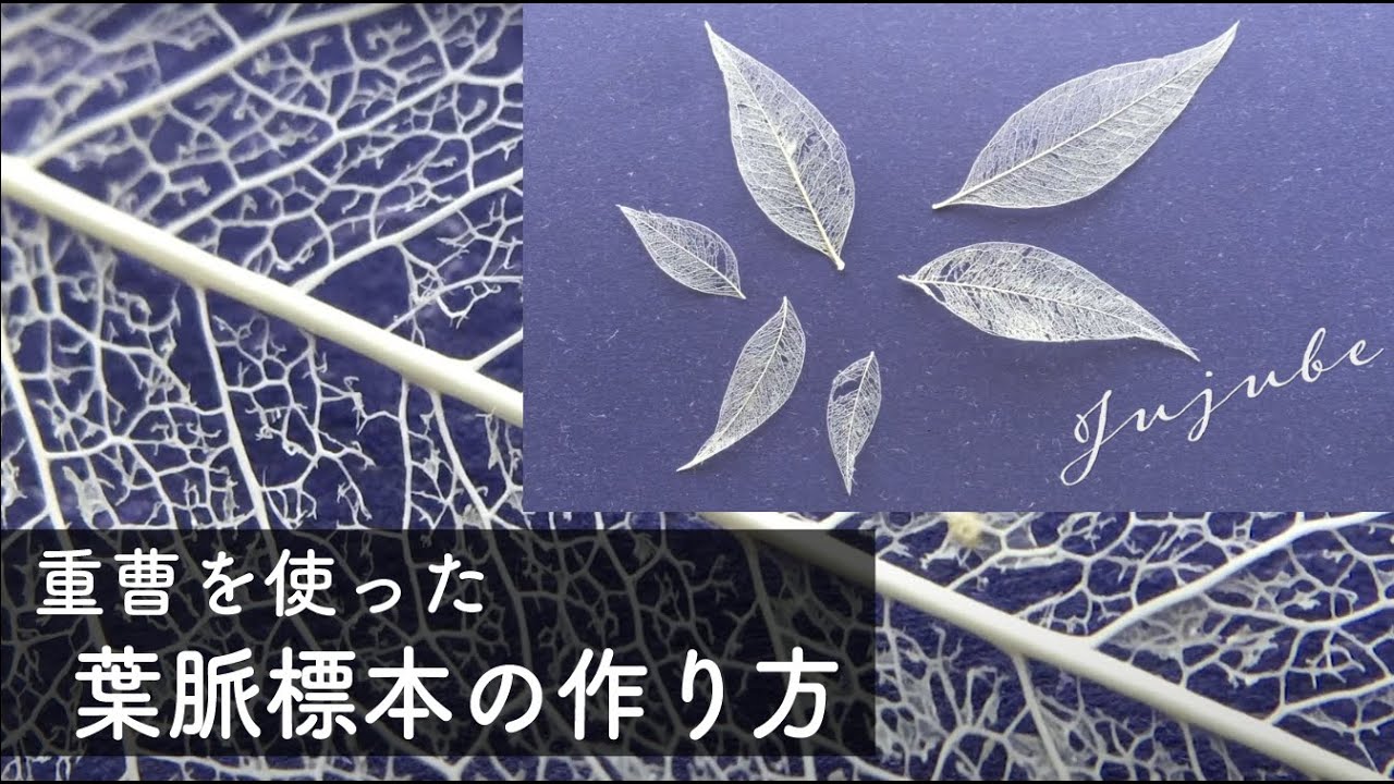 Crafts How To Make A Skelton Leaf Using Baking Soda Diy スケルトンリーフ 葉脈標本 の作り方 Youtube