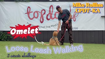 "Omelet Levels Up! Advanced Loose Leash Walking + Obedience Training at Top Dog SF"