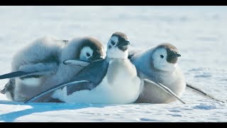 もはや可愛さしかない子ペンギンの戯れ 映画 皇帝ペンギンただいま 本編映像 Youtube