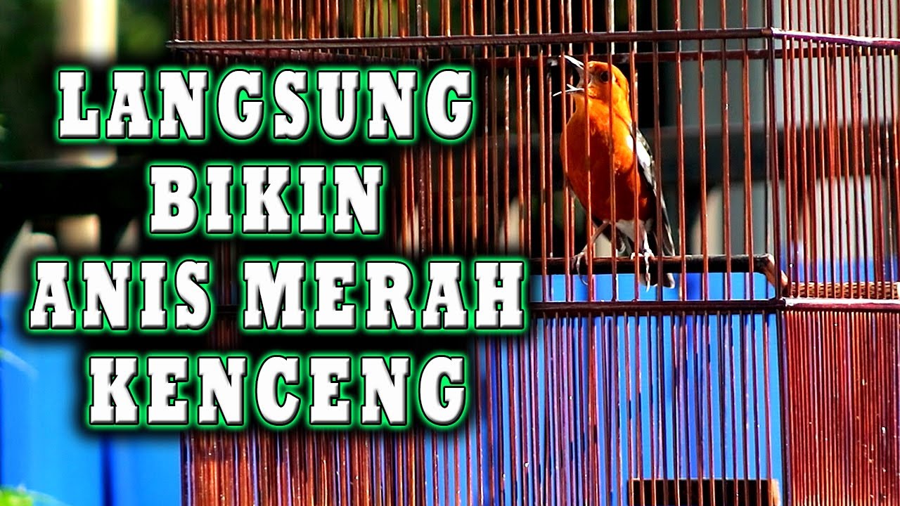 ANIS MERAH JADI singset DAN LANGSUNG BUNYI GACOR JIKA DIPUTARKAN INI   #pancingananismerah