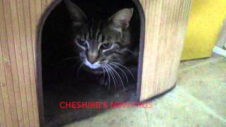 North Toronto Cat Rescue     Cheshire Adjusting to His New Neighbourhood    Part 4      Socializing