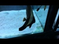Paul talbot shows you a lovely pinnatus batfish