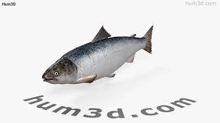 Atlantic Salmon 3D model by 3DModels.org