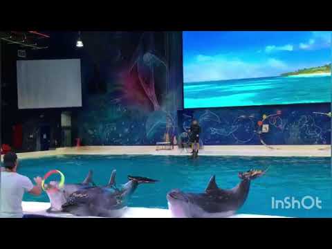 Trip to Dubai Dolphinarium | JA Kids Studio