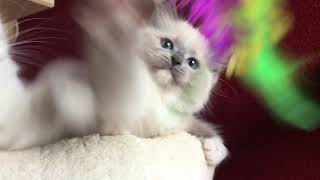 Ragdoll Blue mitted