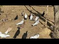 Бакинские голуби Мирзоева Машаллы +7 928 559-17-95