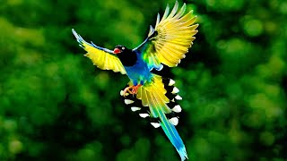 5 Burung Murai Tercantik Di Dunia