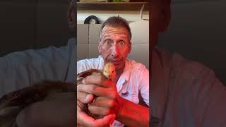 Naming The Baby Chicks shorts