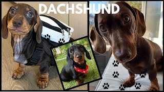 Hilarious Dachshund Dogs Videos Compilation Naughty Videos Cute Weiner mini Puppies perros salchicha