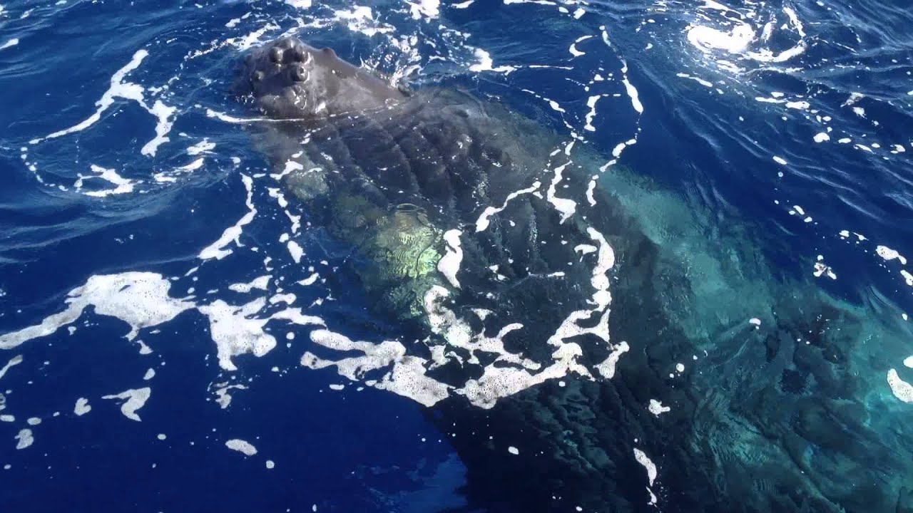 Hvalsafari med Hawaii Ocean Project YouTube