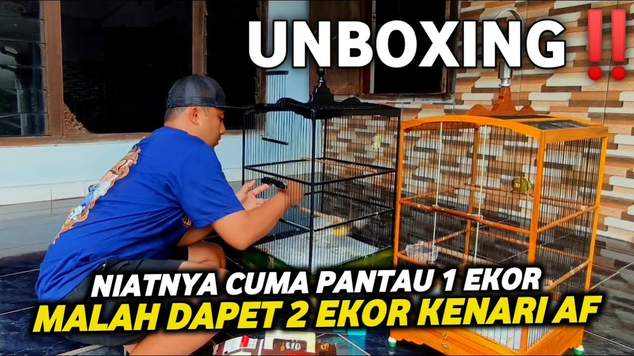 REJEKI GAK KEMANA TERNYATA SODARA PUNYA KENARI KECIL BAGUS‼️BUNGKUS  BAWA PULANG