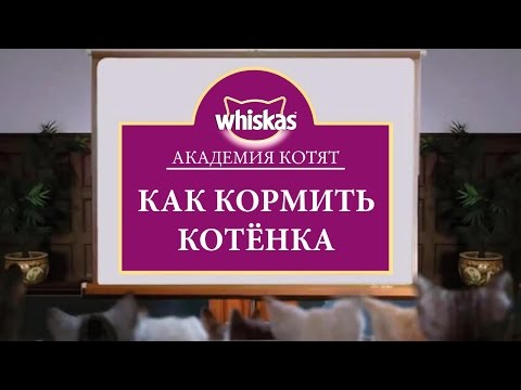 Вопрос: Можно ли часто менять корм котенку до 1 года?